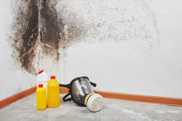 Best Mold Damage Repair  in Hazel Green, AL