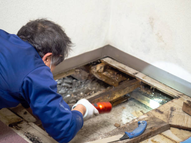Professional Mold Removal in Hazel Green, AL