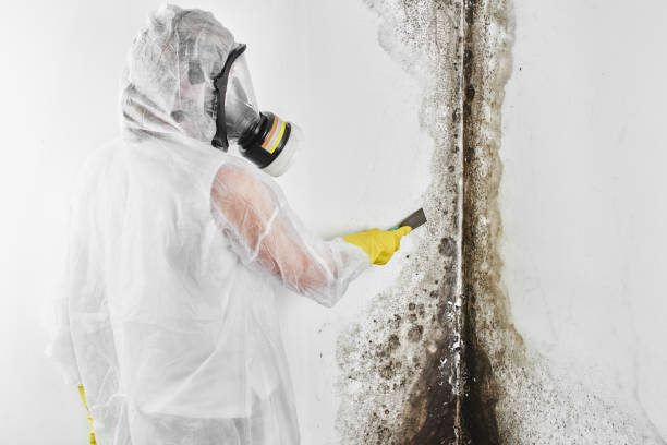 Best Certified Mold Removal  in Hazel Green, AL
