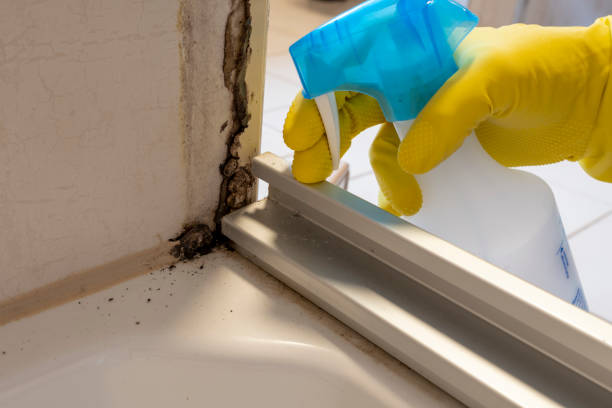 Best Mold Cleaning Services  in Hazel Green, AL