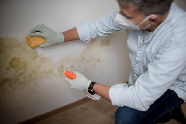 Best Commercial Mold Removal  in Hazel Green, AL