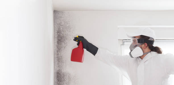 Best Mold Damage Repair  in Hazel Green, AL