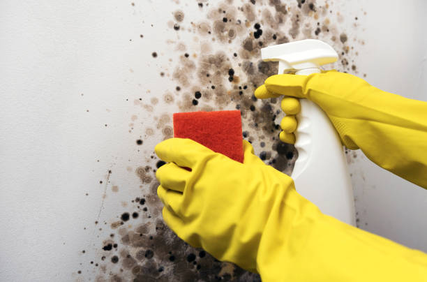 Best Same-Day Mold Removal  in Hazel Green, AL