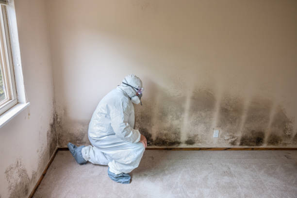 Best Fast Mold Removal  in Hazel Green, AL