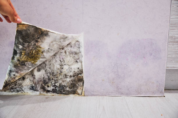 Best Toxic Mold Removal  in Hazel Green, AL